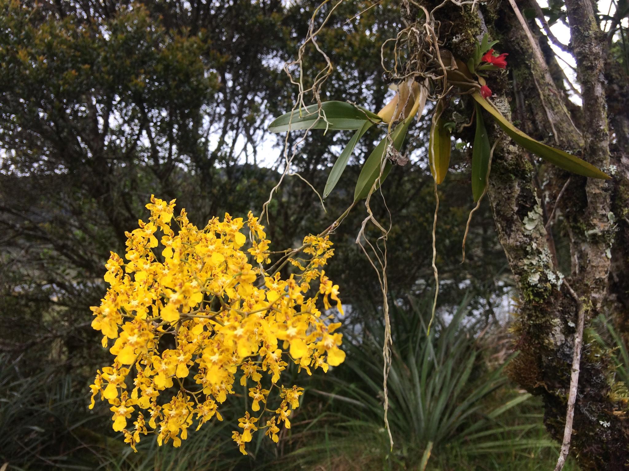 Oncidium sphacellatum alba